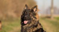  Picture of German Shepherd Long Coat - All you need to know